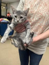 Shelter Stray Female Cat last seen Near Chauncery Pl, West District, TX, 355 Hillshire Dr, Haslet, TX 76052, USA