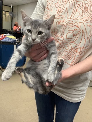 Shelter Stray Female Cat last seen Near Chauncery Pl, West District, TX, 355 Hillshire Dr, Haslet, TX 76052, USA
