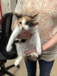 Shelter Stray Female Cat last seen Near Chauncery Pl, West District, TX, 355 Hillshire Dr, Haslet, TX 76052, USA