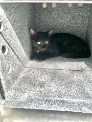Shelter Stray Unknown Cat last seen Near Galemeadow Dr, South District, TX, 355 Hillshire Dr, Haslet, TX 76052, USA