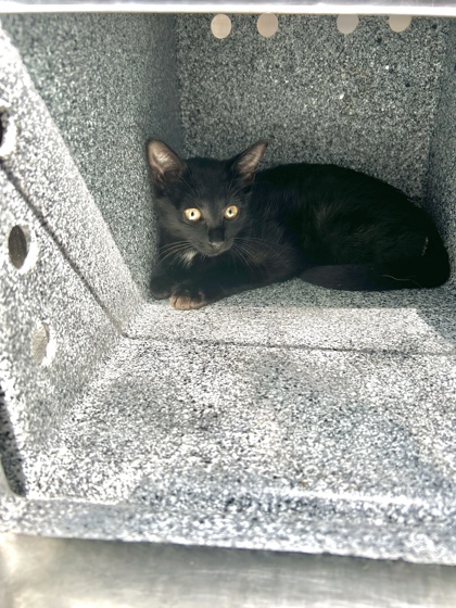 Shelter Stray Female Cat last seen Near Galemeadow Dr, South District, TX, 355 Hillshire Dr, Haslet, TX 76052, USA