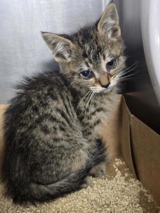 Shelter Stray Male Cat last seen GROVE ST & LOS VEGAS AV, Roseville City, CA, 200 Tahoe Ave, Roseville, CA 95678, USA