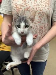 Shelter Stray Female Cat last seen Near Chauncery Pl, West District, TX, 355 Hillshire Dr, Haslet, TX 76052, USA