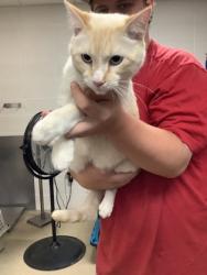 Shelter Stray Male Cat last seen Near Chauncery Pl, West District, TX, 355 Hillshire Dr, Haslet, TX 76052, USA