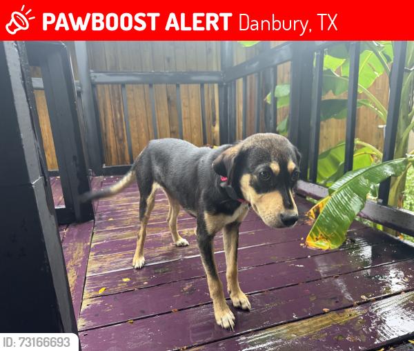 Lost Female Dog last seen Bayou Dr, COUNTY ROAD 208, Danbury, TX 77534