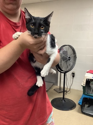 Shelter Stray Female Cat last seen Near Chauncery Pl, West District, TX, 355 Hillshire Dr, Haslet, TX 76052, USA