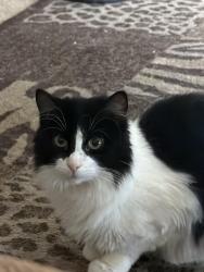 Lost Male Cat last seen Kimberly Pkwy, Columbus, OH 43232