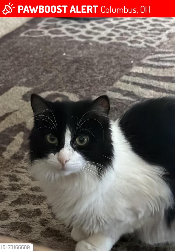Lost Male Cat last seen Kimberly Pkwy, Columbus, OH 43232