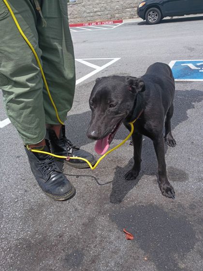 Shelter Stray Female Dog last seen Near Old National Highway, College Park, GA, 1251 Fulton Industrial Blvd NW, Atlanta, GA 30336, USA