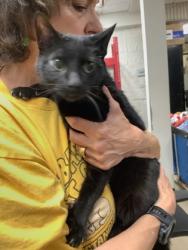 Shelter Stray Female Cat last seen Near Chauncery Pl, West District, TX, 355 Hillshire Dr, Haslet, TX 76052, USA