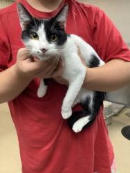 Shelter Stray Female Cat last seen Near Chauncery Pl, West District, TX, 355 Hillshire Dr, Haslet, TX 76052, USA