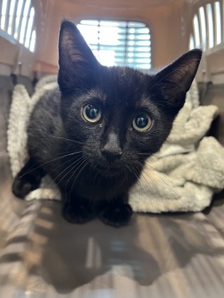Shelter Stray Unknown Cat last seen Near E 21st St, Carmel City, IN, 10501 Hague Rd, Fishers, IN 46038, USA