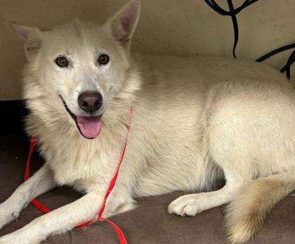 Shelter Stray Female Dog last seen W Henderson, District 2 - West Cleburne, TX, 2375 Service Dr, Cleburne, TX 76033, USA