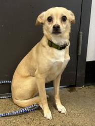 Shelter Stray Male Dog last seen Near Grovewood, 5th District, OH, 9203 Detroit Ave, Cleveland, OH 44102, USA