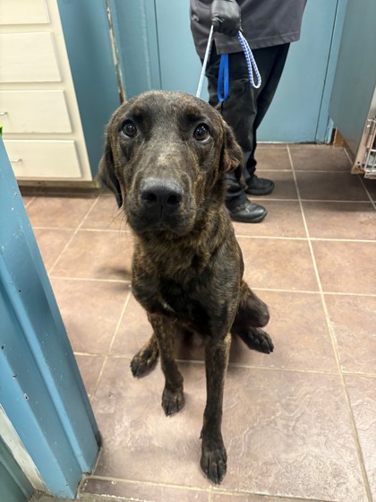 Shelter Stray Male Dog last seen Industrial, District 2 - West Cleburne,, 2375 Service Dr, Cleburne, TX 76033, USA