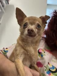 Shelter Stray Male Dog last seen Near Bush, 2nd District, OH, 9203 Detroit Ave, Cleveland, OH 44102, USA