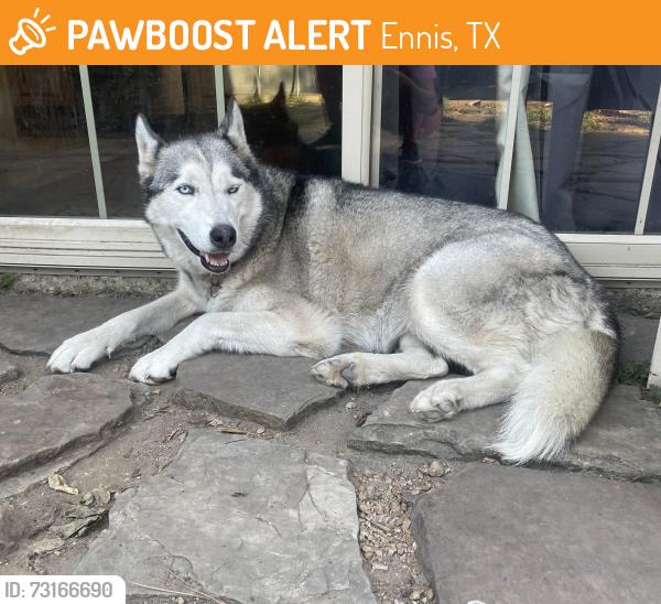 Found/Stray Female Dog last seen Creechville and Elm, Ennis, TX 75119