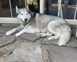 Found/Stray Female Dog last seen Creechville and Elm, Ennis, TX 75119