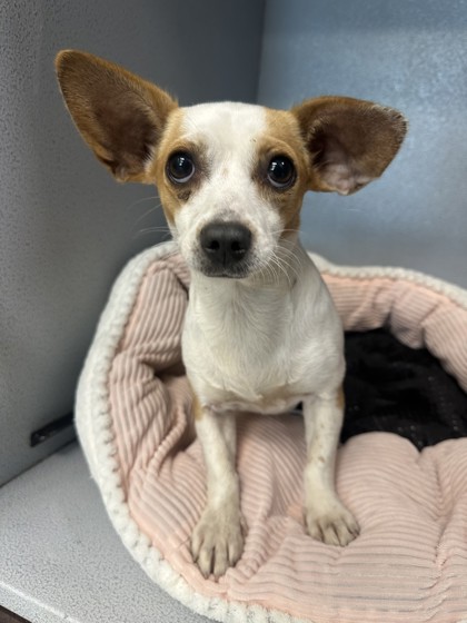 Shelter Stray Female Dog last seen Near & FM 78, Zone 3, TX, 8755 Farm to Market 1516, Converse, TX 78109, USA