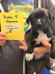 Shelter Stray Female Dog last seen Near HAGUE, 2nd District, OH, 9203 Detroit Ave, Cleveland, OH 44102, USA