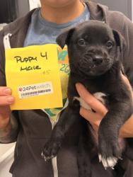 Shelter Stray Male Dog last seen Near HAGUE, 2nd District, OH, 9203 Detroit Ave, Cleveland, OH 44102, USA