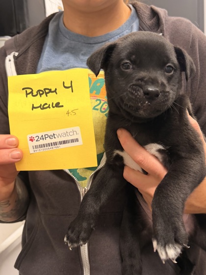 Shelter Stray Male Dog last seen Near HAGUE, 2nd District, OH, 9203 Detroit Ave, Cleveland, OH 44102, USA