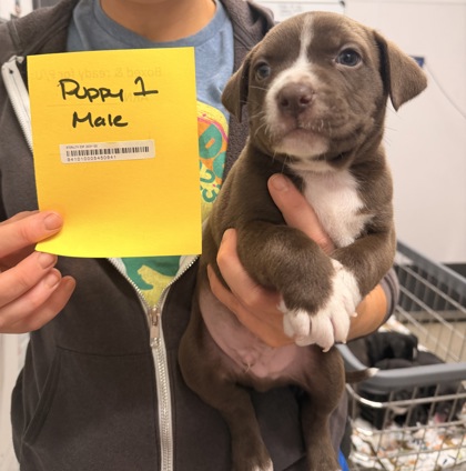 Shelter Stray Male Dog last seen Near HAGUE, 2nd District, OH, 9203 Detroit Ave, Cleveland, OH 44102, USA