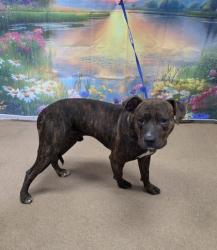 Shelter Stray Male Dog last seen W Whitner, 29621, Anderson City, SC, 1320 US-29, Anderson, SC 29626, USA