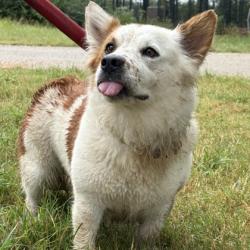 Shelter Stray Female Dog last seen Holleman/ N Dowling, City of College Station, TX, 5359 Leonard Rd, Bryan, TX 77807, USA