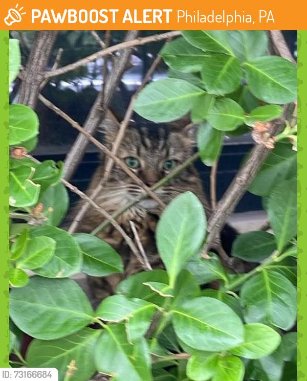 Found/Stray Unknown Cat last seen 4th & Vine, Philadelphia, PA 19106