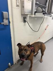 Shelter Stray Male Dog last seen No location noted, Seattle, WA, 2061 15th Ave W, Seattle, WA 98119, USA