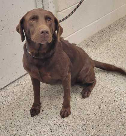 Shelter Stray Female Dog last seen Near E 29th Street, 64128, MO, 7077 Elmwood Ave, Kansas City, MO 64132, USA