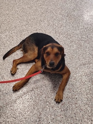 Shelter Stray Male Dog last seen Perfection ave, County/Unicorporated, NC, 1491 Business Park Ct, Gastonia, NC 28052, USA