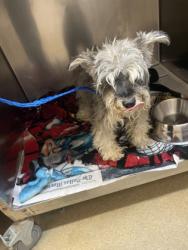 Shelter Stray Male Dog last seen Near ashford, Desoto, TX, 1150 E Pleasant Run Rd, Cedar Hill, TX 75104, USA