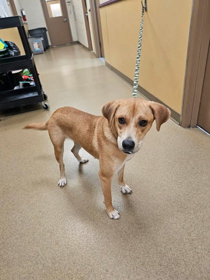 Shelter Stray Female Dog last seen Near blk of Jesse Ramsey Blvd, Cedar Hill, TX, 1150 E Pleasant Run Rd, Cedar Hill, TX 75104, USA