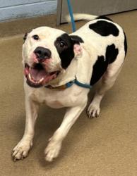Shelter Stray Male Dog last seen Near North Indian Creek Drive, Clarkston 30021, 30021, GA, 3280 Chamblee Dunwoody Rd, Chamblee, GA 30341, USA