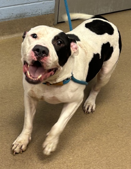 Shelter Stray Male Dog last seen Near North Indian Creek Drive, Clarkston 30021, 30021, GA, 3280 Chamblee Dunwoody Rd, Chamblee, GA 30341, USA