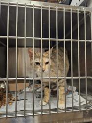 Shelter Stray Female Cat last seen Near Blk of E Wintergreen Rd, Desoto, TX, 1150 E Pleasant Run Rd, Cedar Hill, TX 75104, USA