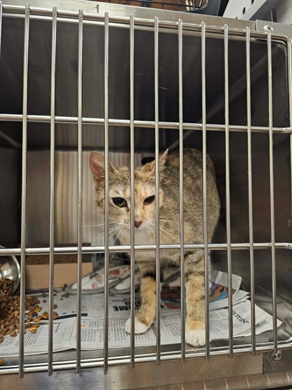 Shelter Stray Female Cat last seen Near Blk of E Wintergreen Rd, Desoto, TX, 1150 E Pleasant Run Rd, Cedar Hill, TX 75104, USA