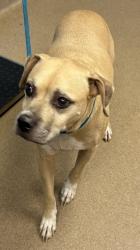 Shelter Stray Male Dog last seen Near Buford Hwy, Doraville, GA 30340, 30340, GA, 3280 Chamblee Dunwoody Rd, Chamblee, GA 30341, USA