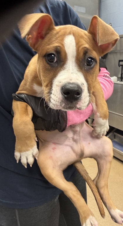 Shelter Stray Male Dog last seen Near Longview Run, Decatur 30035, 30035, GA, 3280 Chamblee Dunwoody Rd, Chamblee, GA 30341, USA