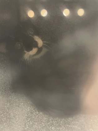 Shelter Stray Unknown Cat last seen Near BLuffview, Desoto, TX, 1150 E Pleasant Run Rd, Cedar Hill, TX 75104, USA