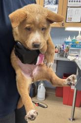 Shelter Stray Female Dog last seen Near Plaster Road, Atlanta, GA, 30345, 30345, GA, 3280 Chamblee Dunwoody Rd, Chamblee, GA 30341, USA