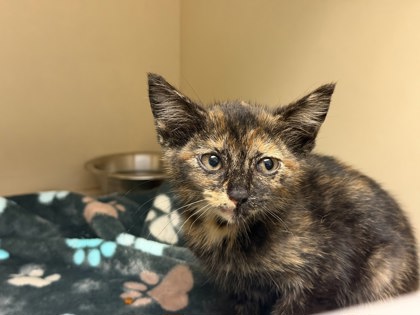 Shelter Stray Female Cat last seen Near Hammond Dr C, Dunwoody, GA 30346, 30346, GA, 3280 Chamblee Dunwoody Rd, Chamblee, GA 30341, USA