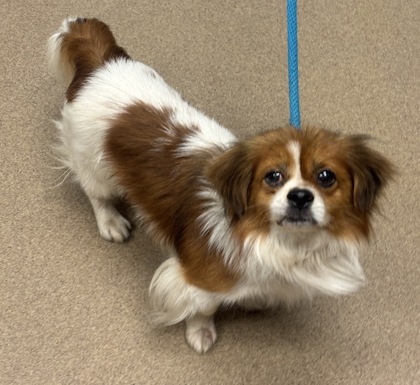 Shelter Stray Male Dog last seen Near Cedar Valley Ln, 30288, GA, 3280 Chamblee Dunwoody Rd, Chamblee, GA 30341, USA