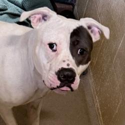 Shelter Stray Male Dog last seen Raywood, Madison 14, City of, WI, 5132 Voges Rd, Madison, WI 53718, USA
