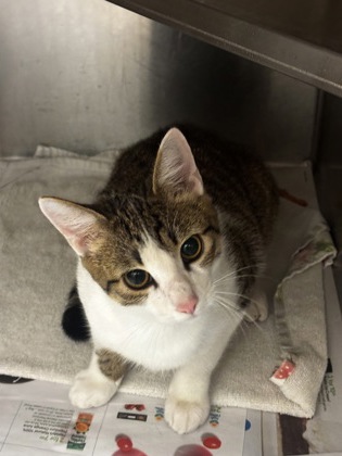 Shelter Stray Male Cat last seen Near Bouldercrest RD SE, 30316, GA, 3280 Chamblee Dunwoody Rd, Chamblee, GA 30341, USA