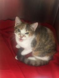 Shelter Stray Female Cat last seen Near Bouldercrest RD SE, 30316, GA, 3280 Chamblee Dunwoody Rd, Chamblee, GA 30341, USA