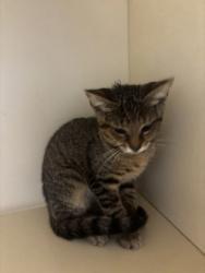 Shelter Stray Female Cat last seen Near Peachtree Industrial Blvd, Atlanta, GA 30360, 30360, GA, 3280 Chamblee Dunwoody Rd, Chamblee, GA 30341, USA