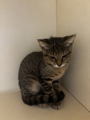 Shelter Stray Female Cat last seen Near Peachtree Industrial Blvd, Atlanta, GA 30360, 30360, GA, 3280 Chamblee Dunwoody Rd, Chamblee, GA 30341, USA
